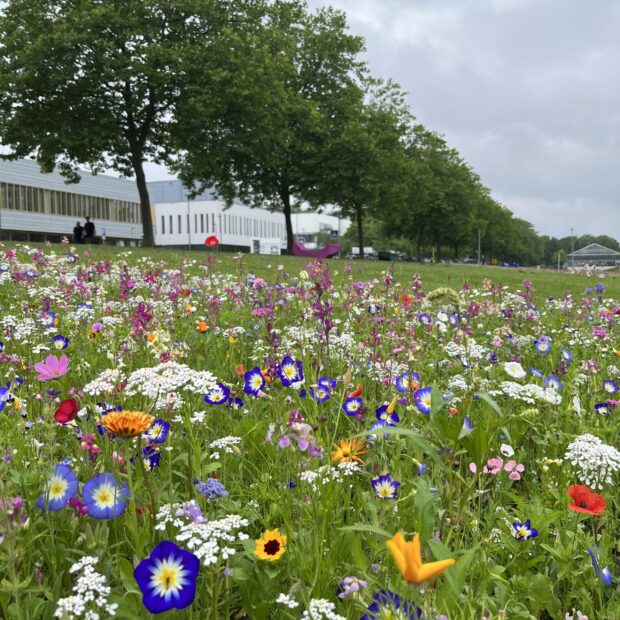 Blumenwiese